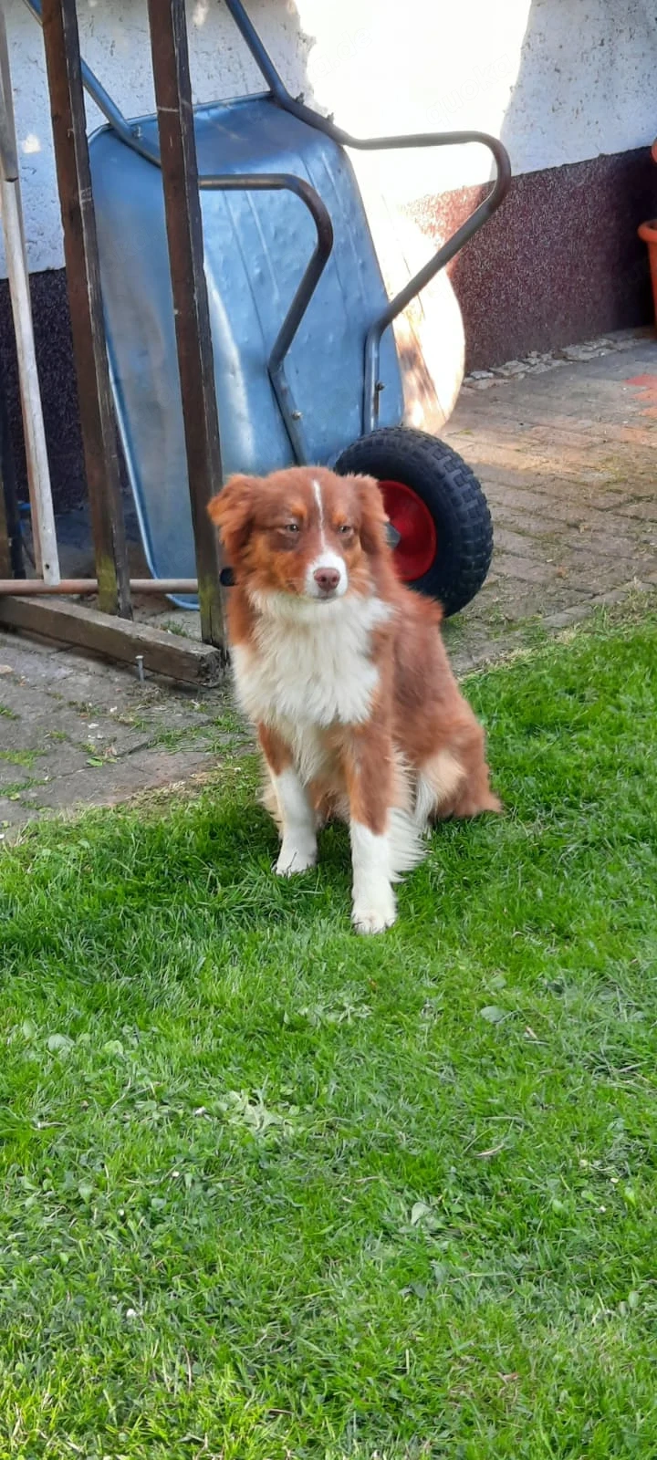 American Mini Ausi's