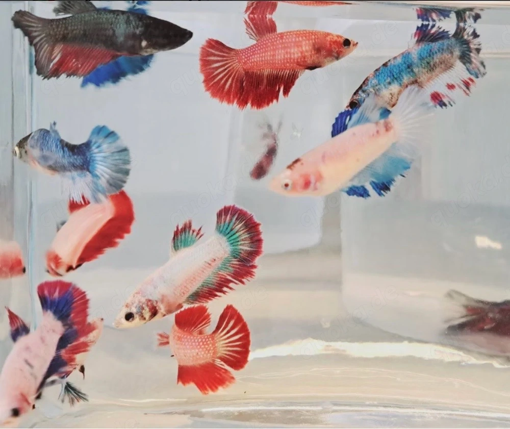 Halfmoon Kapffisch Weibchen 