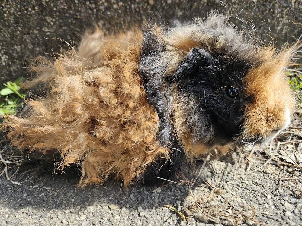 Lunkarya Meerschweinchen