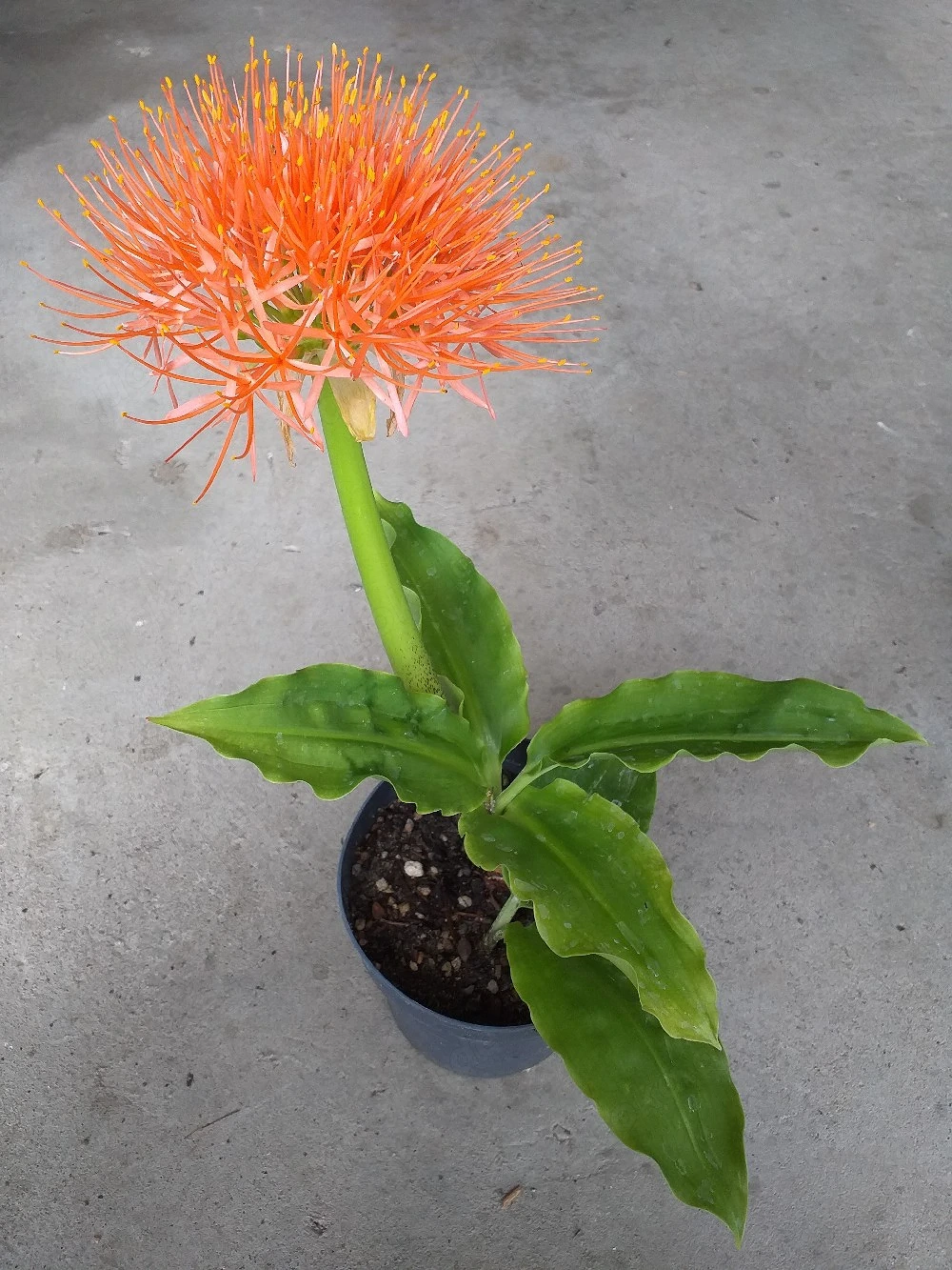 Blutblume(Rarität)!