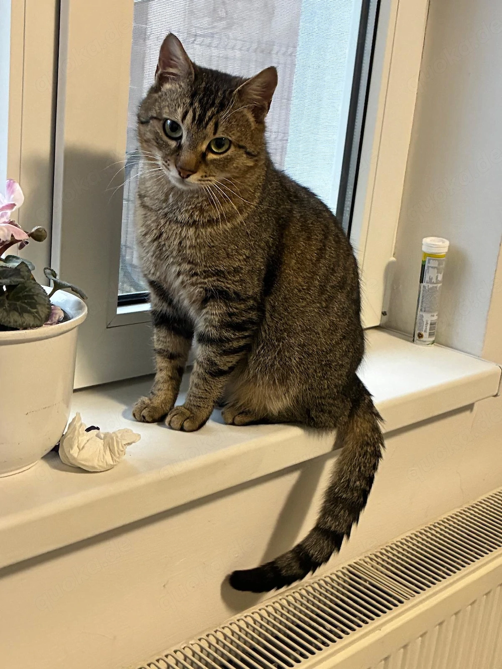 Max - ein kleiner Kämpfer mit großem Herzen sucht sein Zuhause