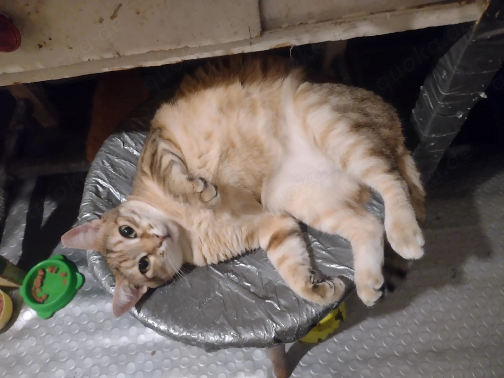 IZZY, Kätzin in aussergewöhnlicher Farbe