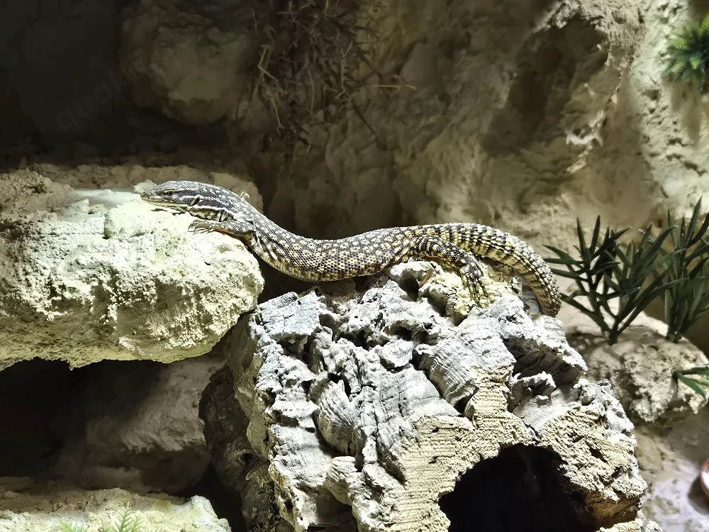 Stachelschwanzvaran Varanus Acanthurus 