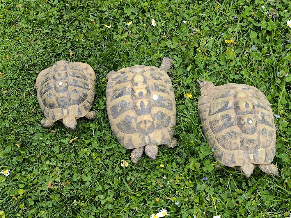 1.2 griechische Landschildkröten Zuchtpaar 