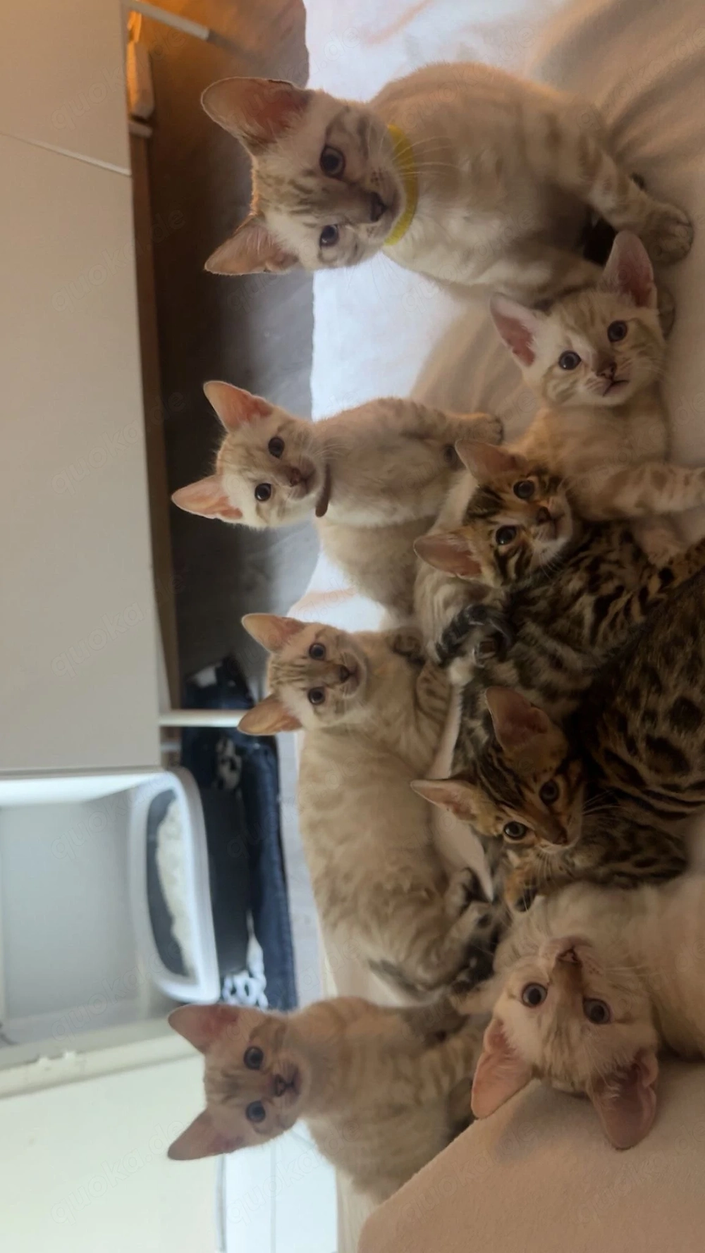 Reinrassige Bengalkitten reinrassig ab den 5. Mai abzugeben