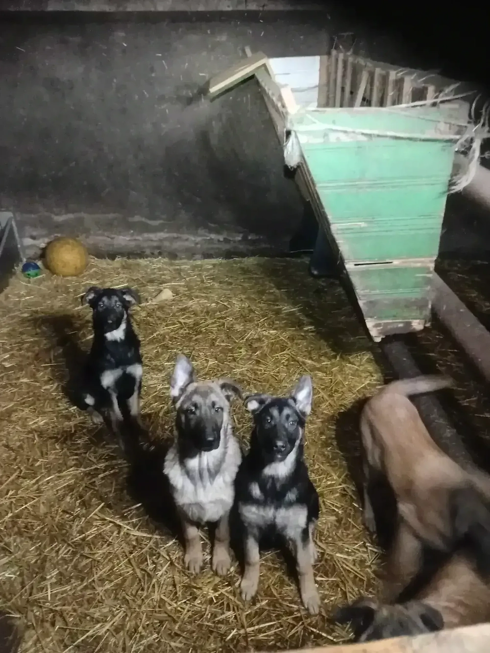 Belgische Schäferhunde  Malinys Welpen 11 Monate.