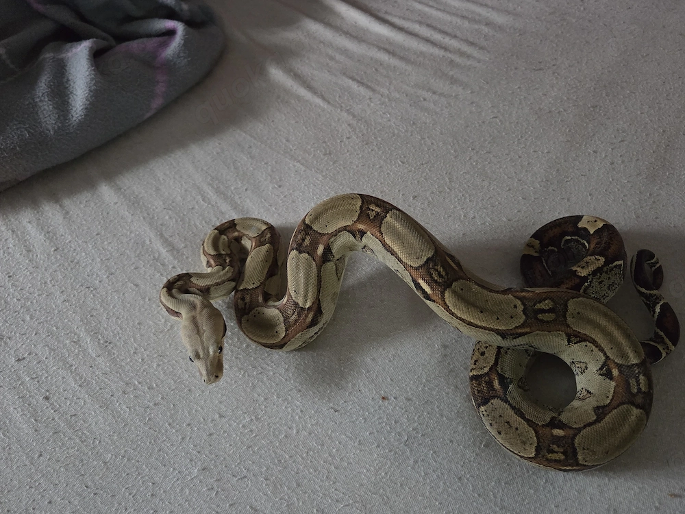 1.0 Boa Constrictor imperator Rlt het vpi Gandolfline pos het Rlt NZ22