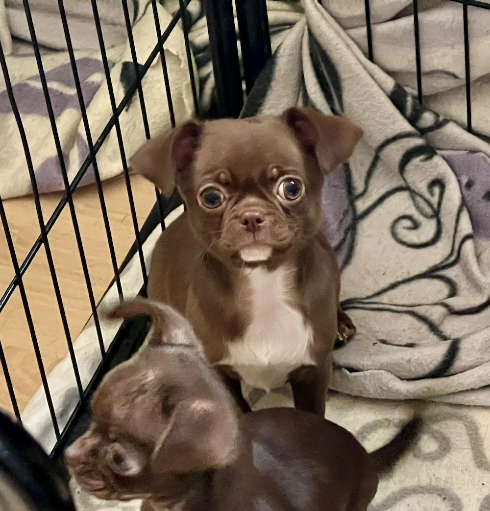 Süße Chihuahua Jungs Blau und Schoko