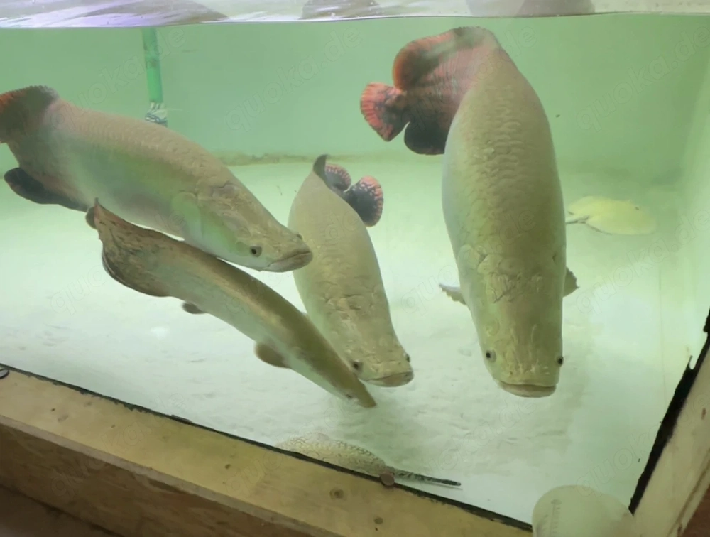 Arapaima Gigas Rochen 