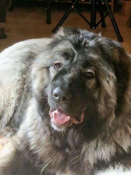 Wurfankündigung Kaukasischer Owtscharka Maremmano Abbruzzese