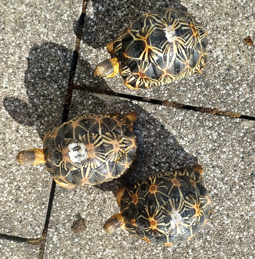 Strahlenschildkröten (Astrochelys Radiata) aus eigener Zucht (2024) abzugeben