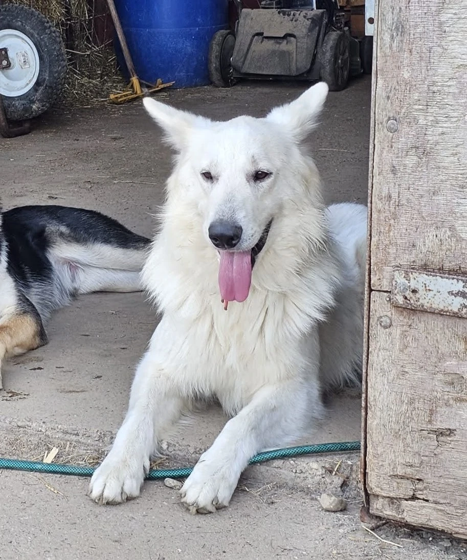 Deckrüde  Weisser Schäferhund o.P.