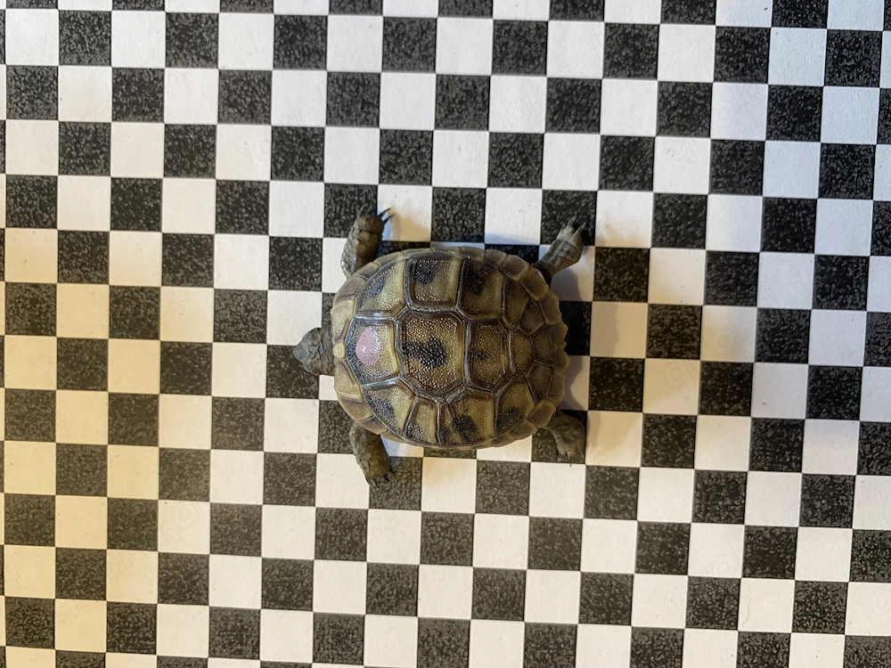 Griechische Landschildkröten Thb