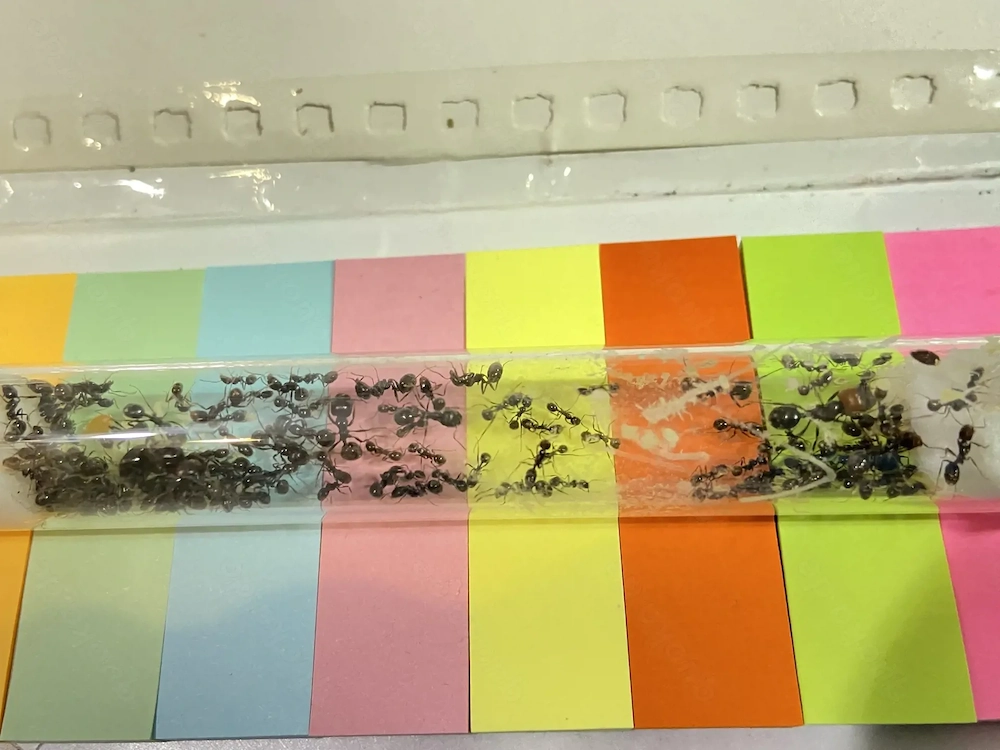 Ameisen Kolonie Messor barbarus 40