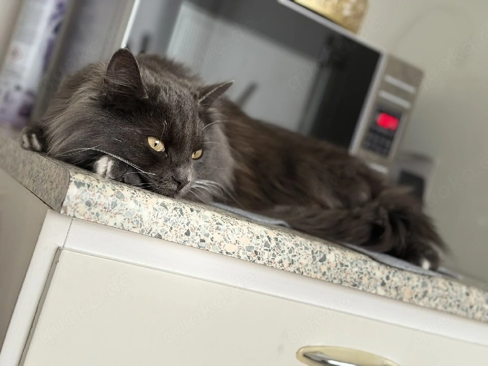 Norwegische Waldkatze
