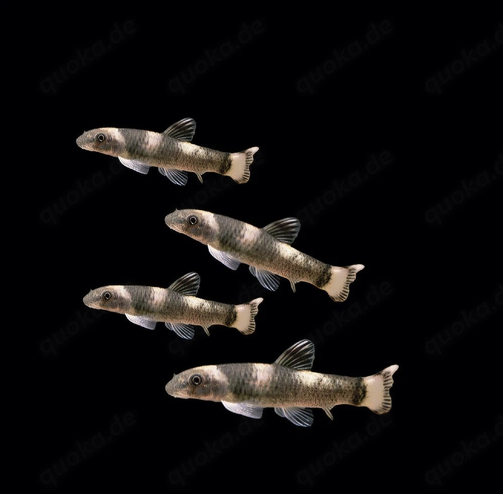 Panda Prachtalgenfresser Garra flavatra