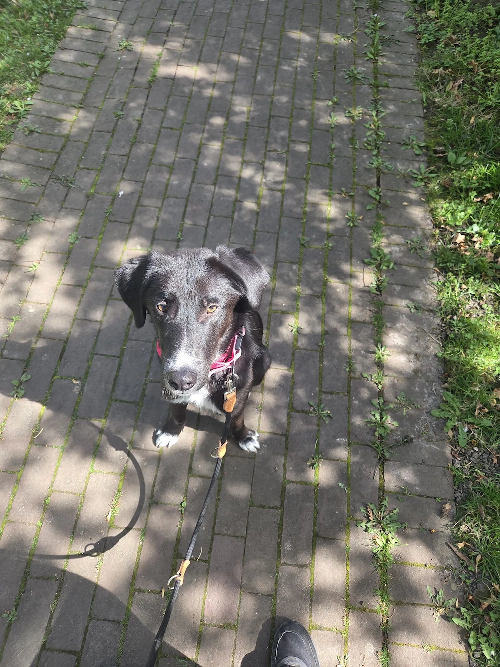 Angsthündin Nele sucht ein Zuhause