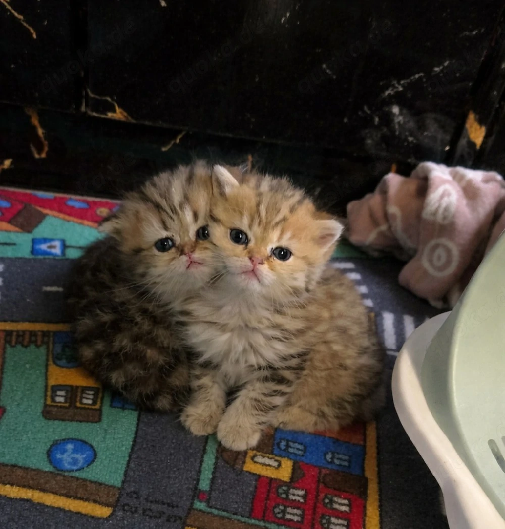 Zwei süße Katzenbabys suchen ein liebevolles Zuhause 