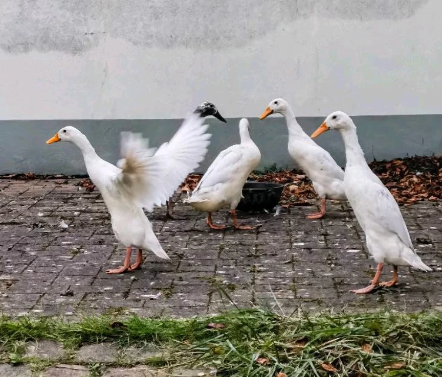Laufenten Bruteier weiß und weiß grau