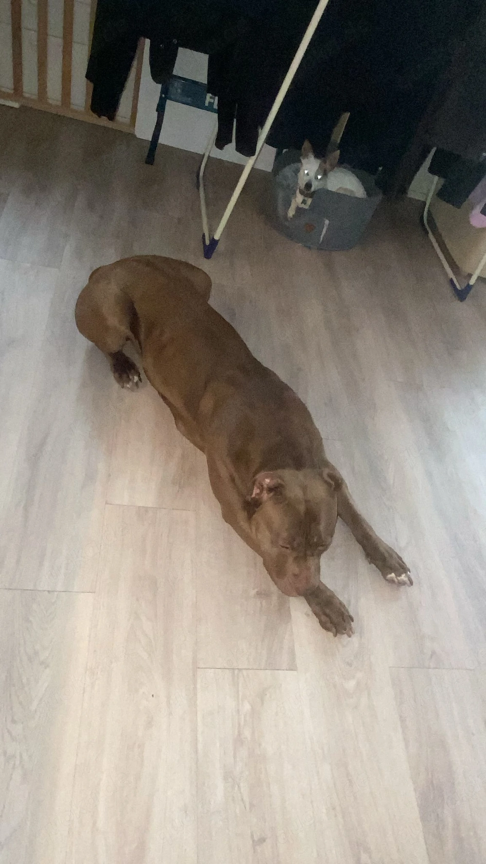 "American bully Hündin  *Hulk*ABKC Papiere"