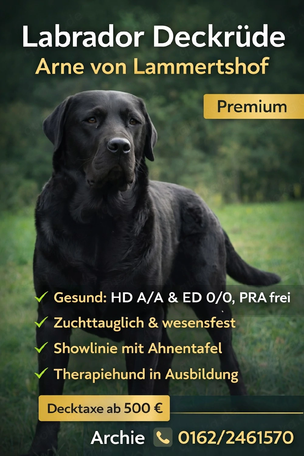 Deckrüde - Labrador-Retriever - Arne von Lammertshof   schwarz   kein Verkauf 