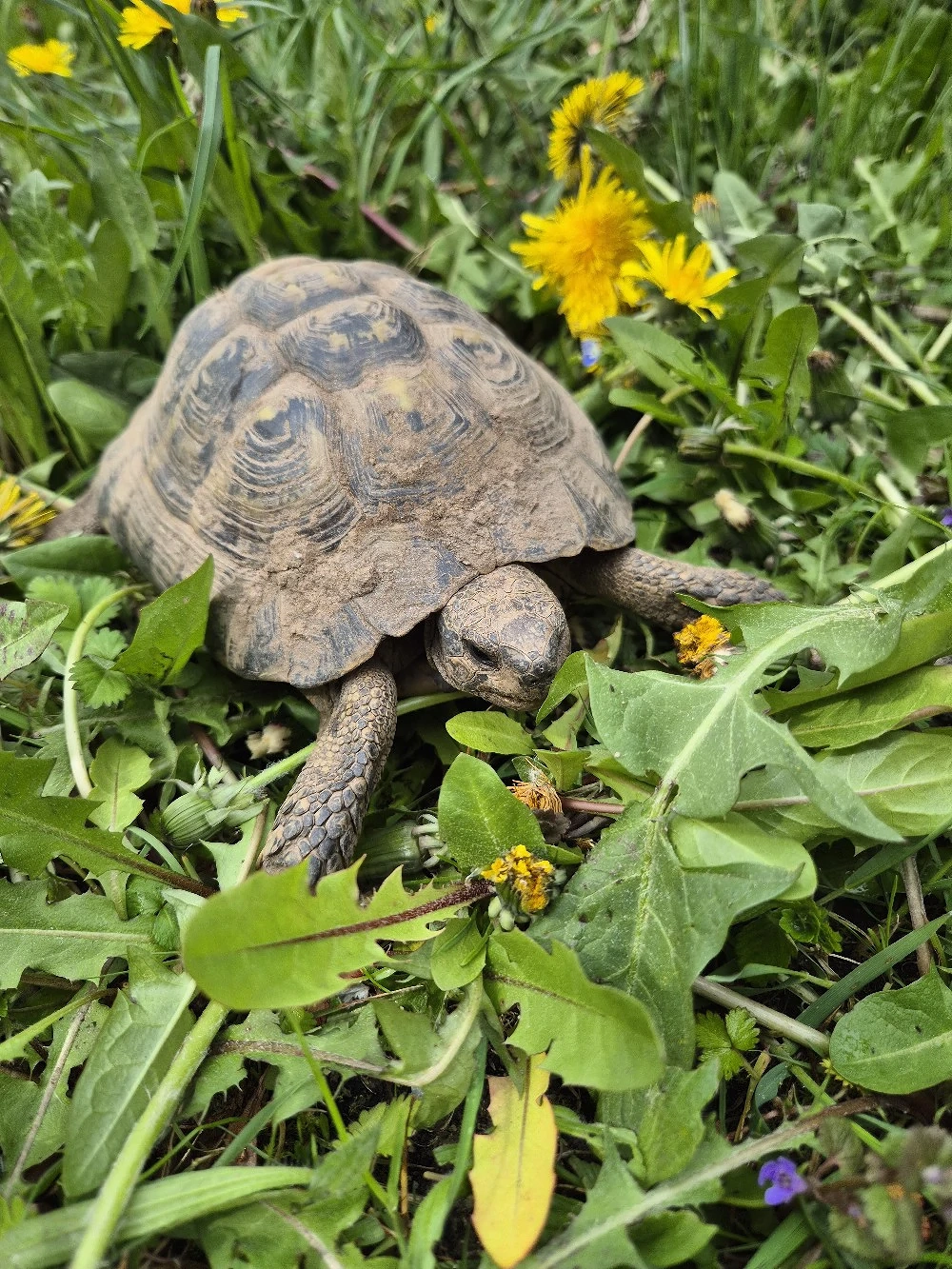 Griechische Landschildkröte NZ 2009