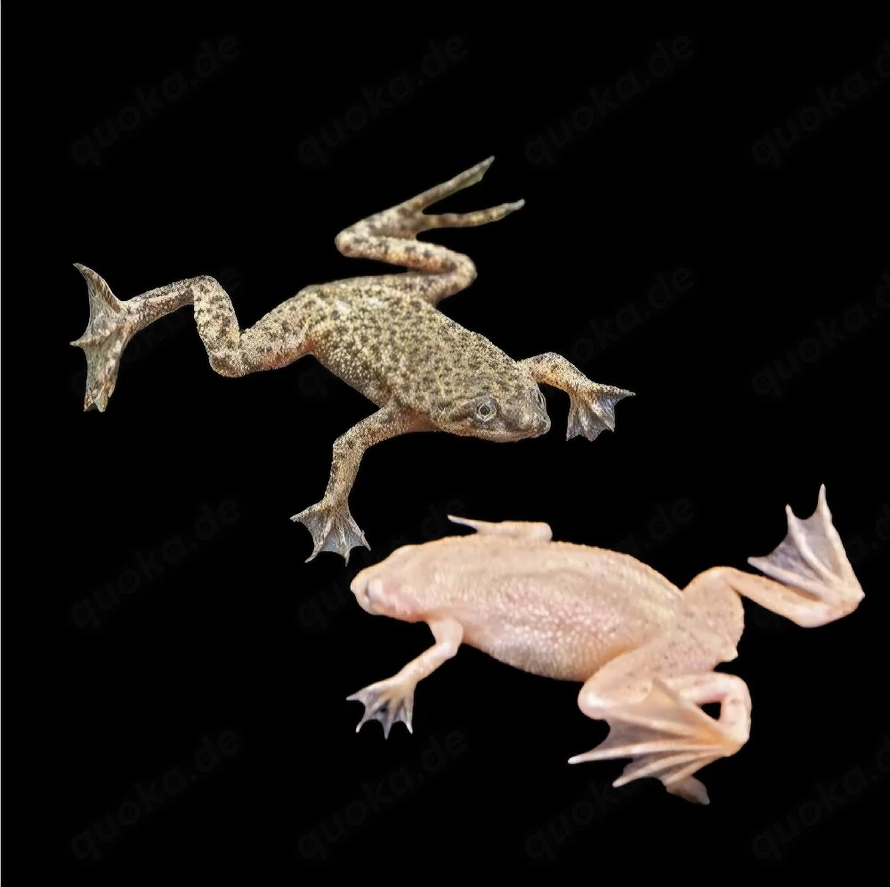 Zwergkrallenfrosch Hymenochirus boettgeri