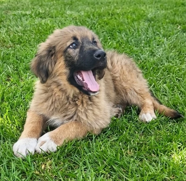 Hütehund Mix Rüde 3Mon wird ca 30 kg HundeKatzenHühnerlieb