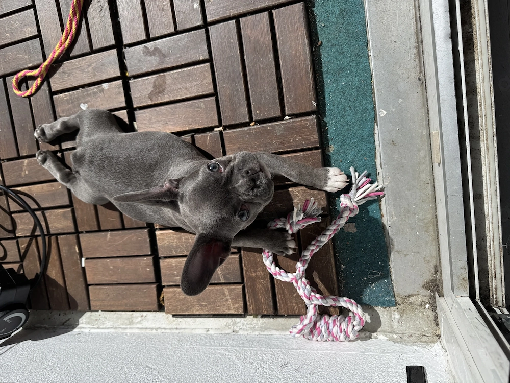 Französische Bulldogge Blue line 12W.