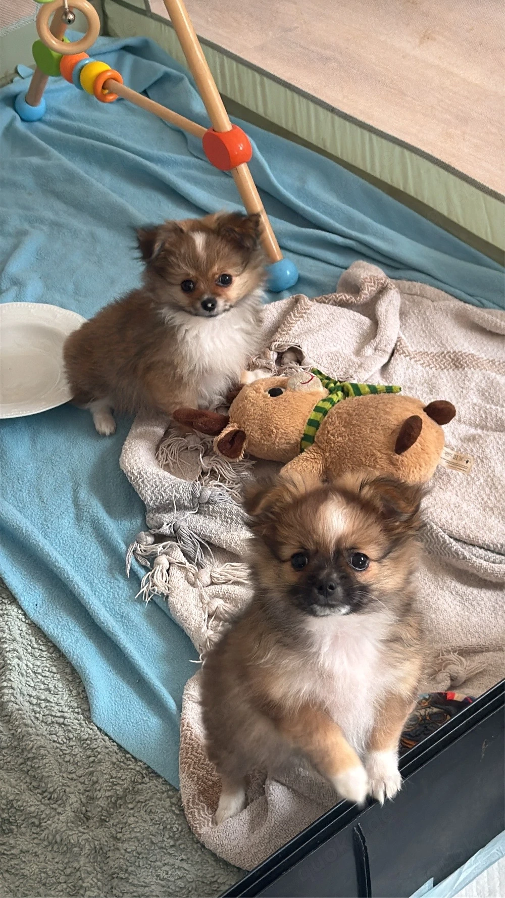 Auszugsbereit!  Pomchi-Welpen suchen liebevolles Zuhause 