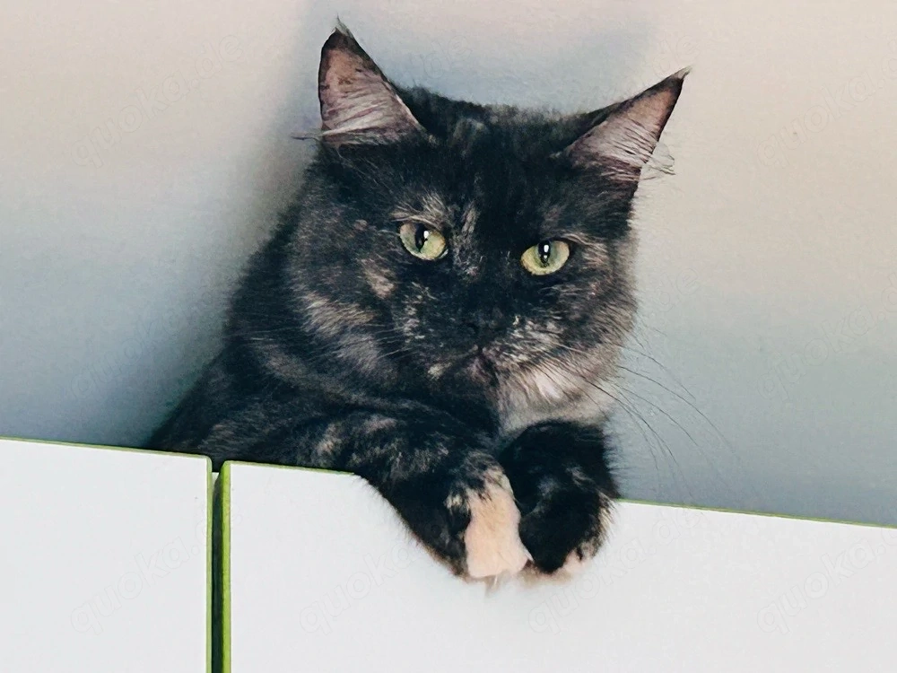 maine coon katze 