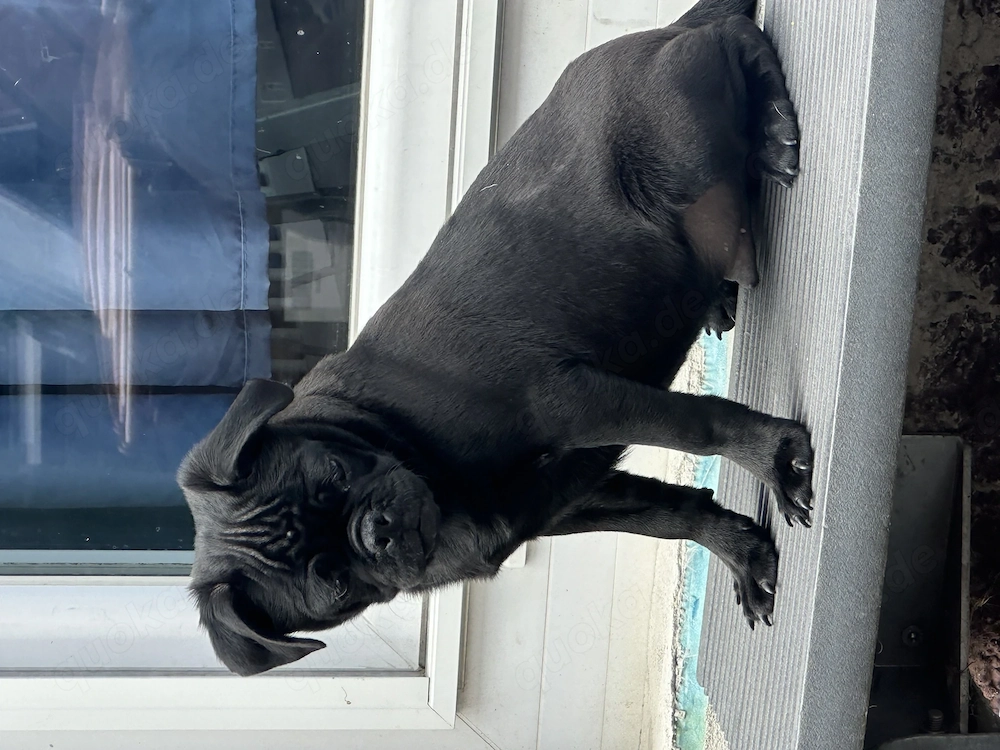 Anhänglicher Mopswelpe