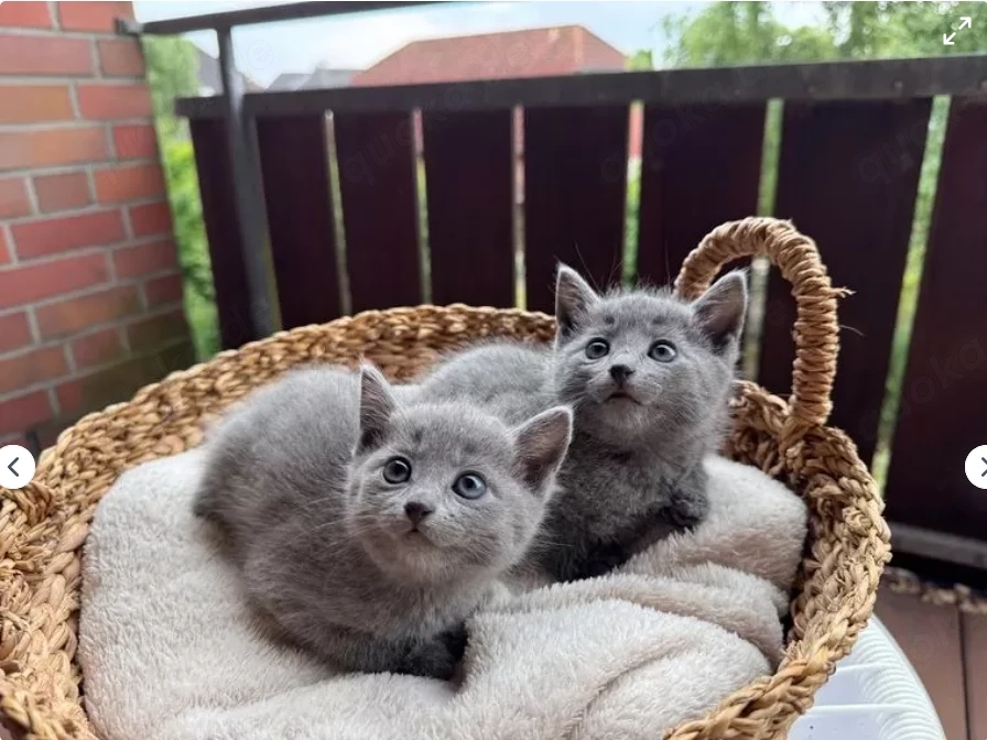 Wunderschöne süße Russisch Blau Kitten abzugeben  