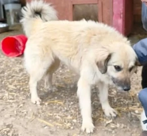 Bennet sucht ein liebevolles Zuhause