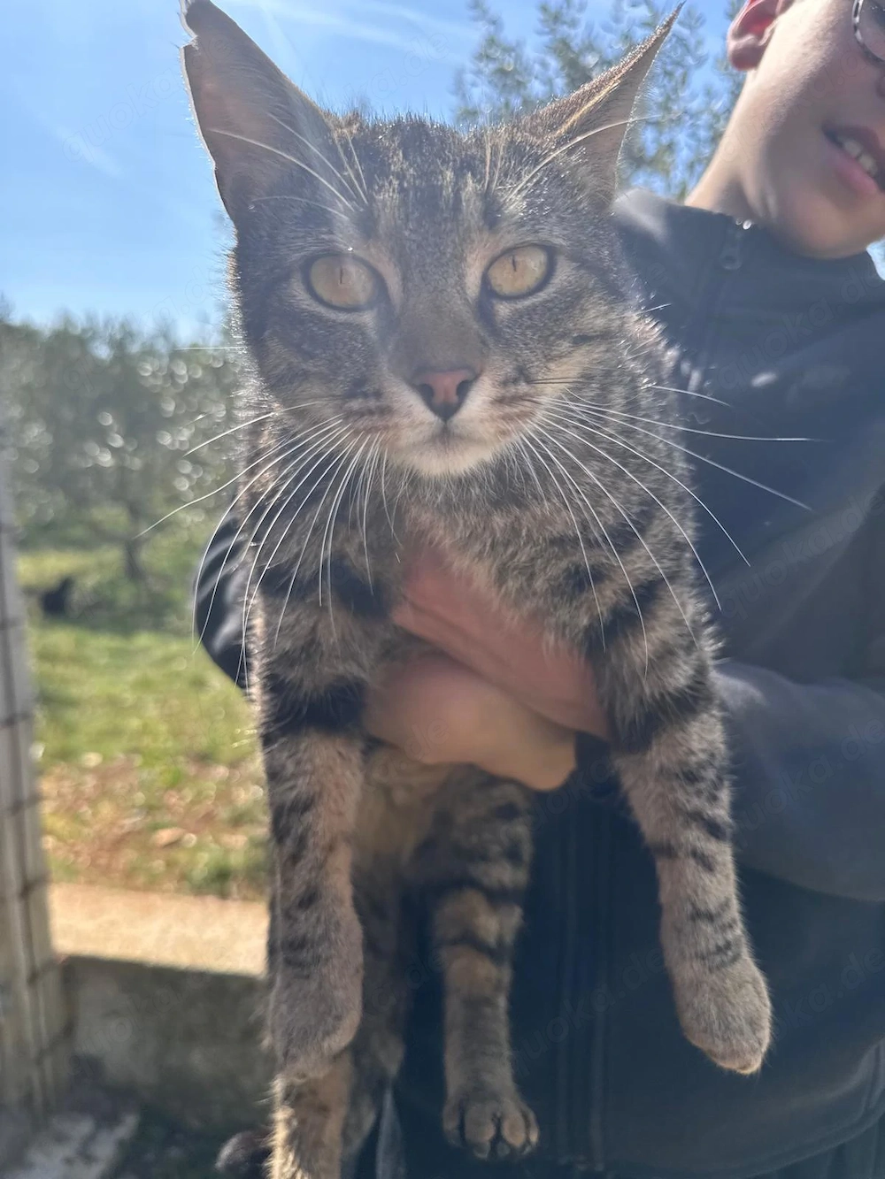 Schmusekater Tiger sucht passende Dosenöffner