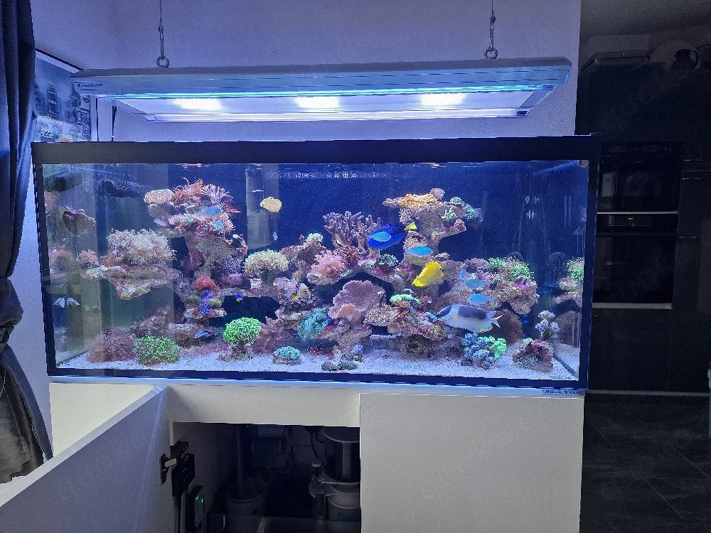 Meerwasserbeckauflösung