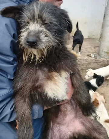 Olivia braucht ein Zuhause für immer