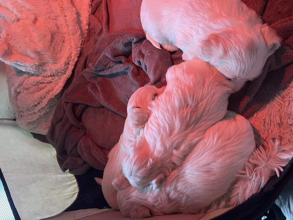 Reinrassige Malteserwelpen