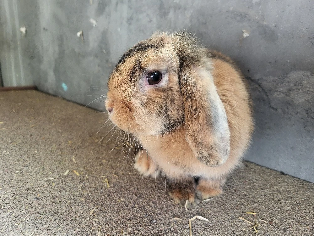 Hübsche Zwergwidder Zwergkaninchen  