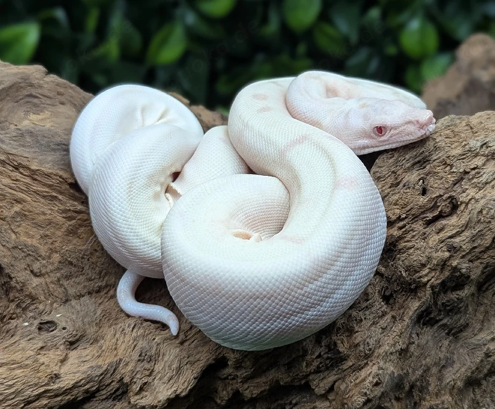 Boa ci Hypo Crystal VPI 