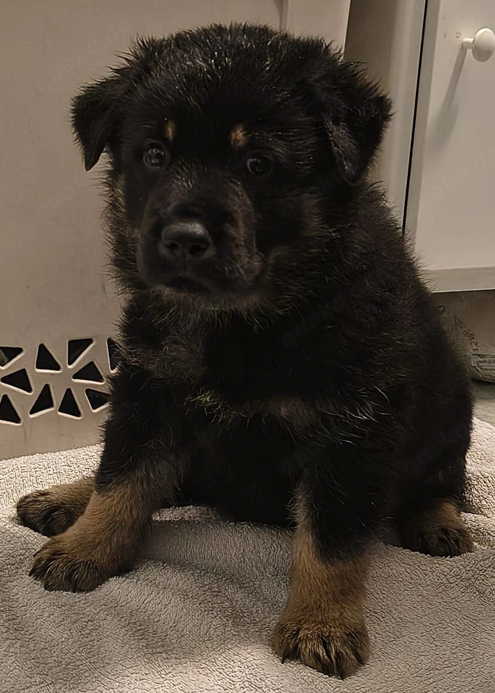 Schäferhund Mischling Welpen