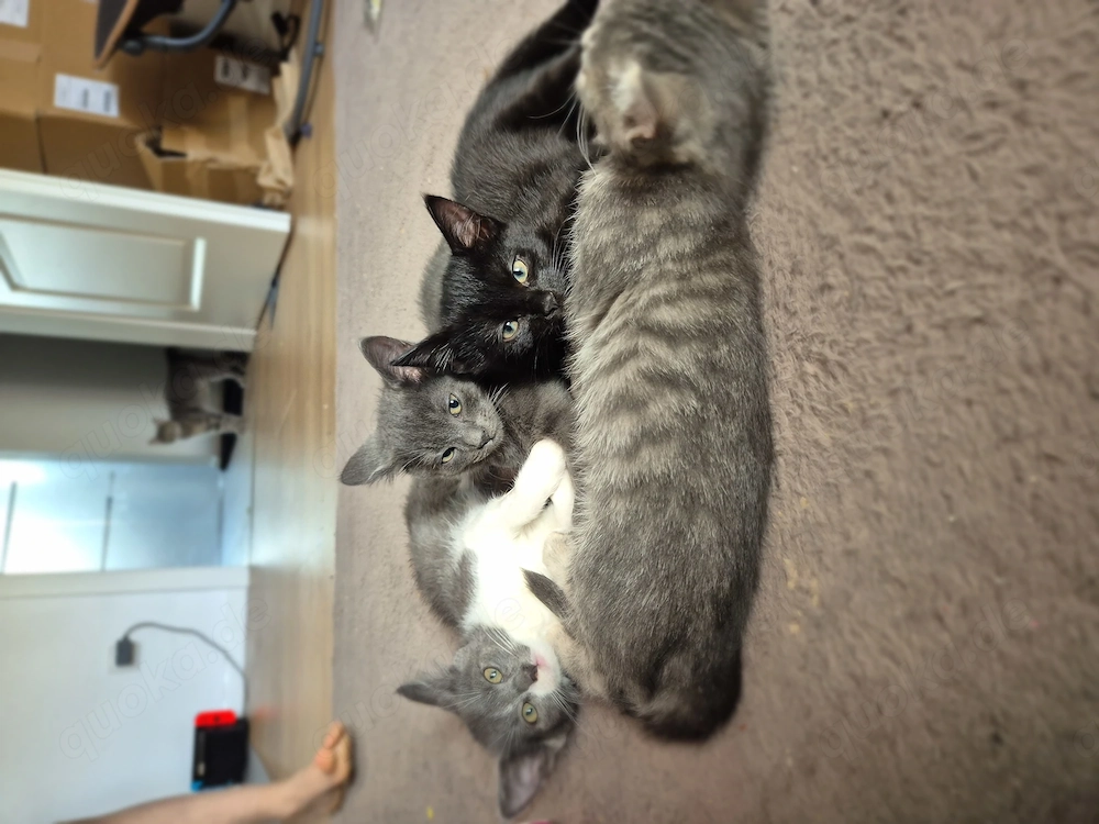 Perser toyger babykatzen