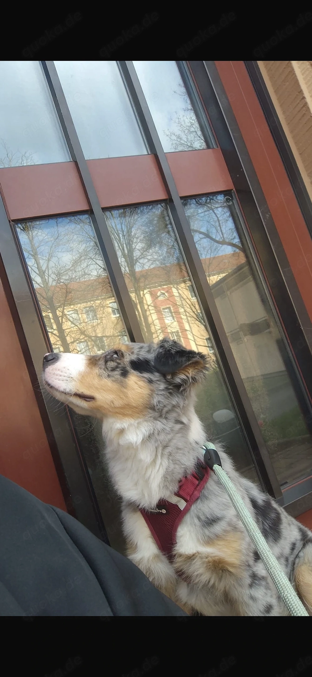 Junges Paar sucht chihuahua mix