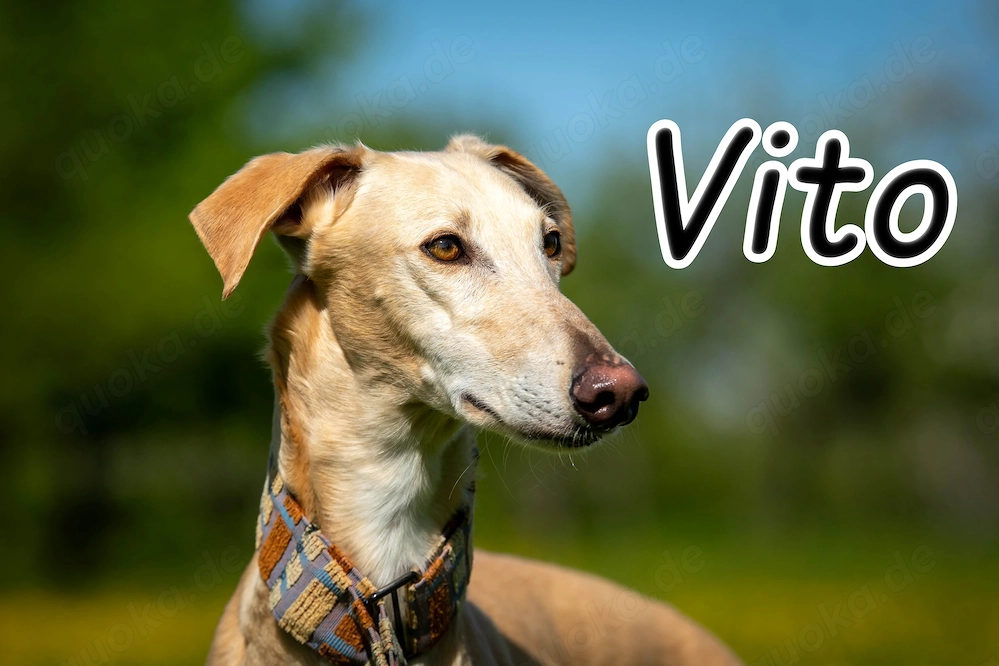  Möchten Sie Vito ein liebevolles Zuhause bieten und ihm die Welt zeigen?