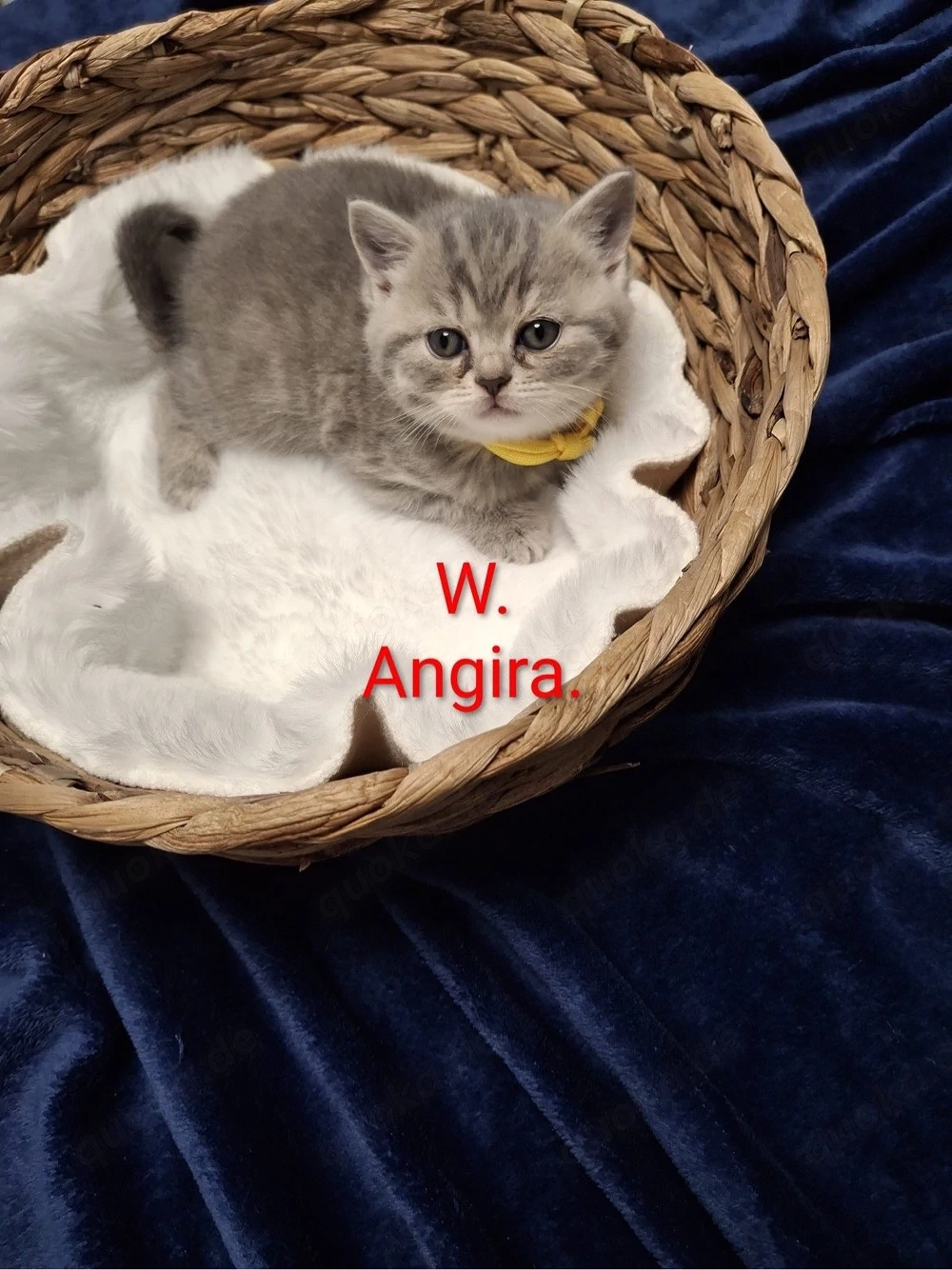 britisch kurzhaar babykatzen