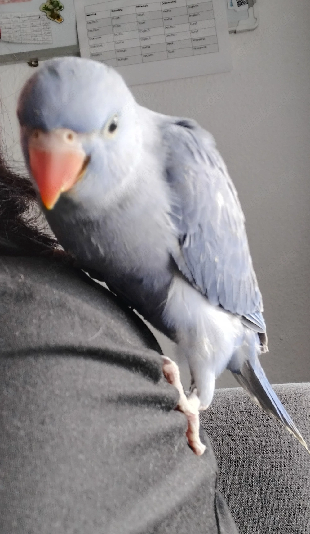 Junge Halsbandsittiche abzugeben