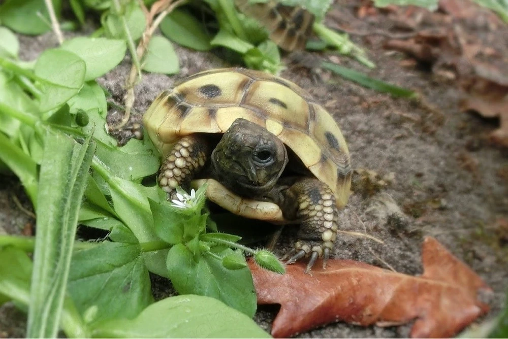 Griechische Landschildkröten aus eigener Nachzucht von 2022, THB