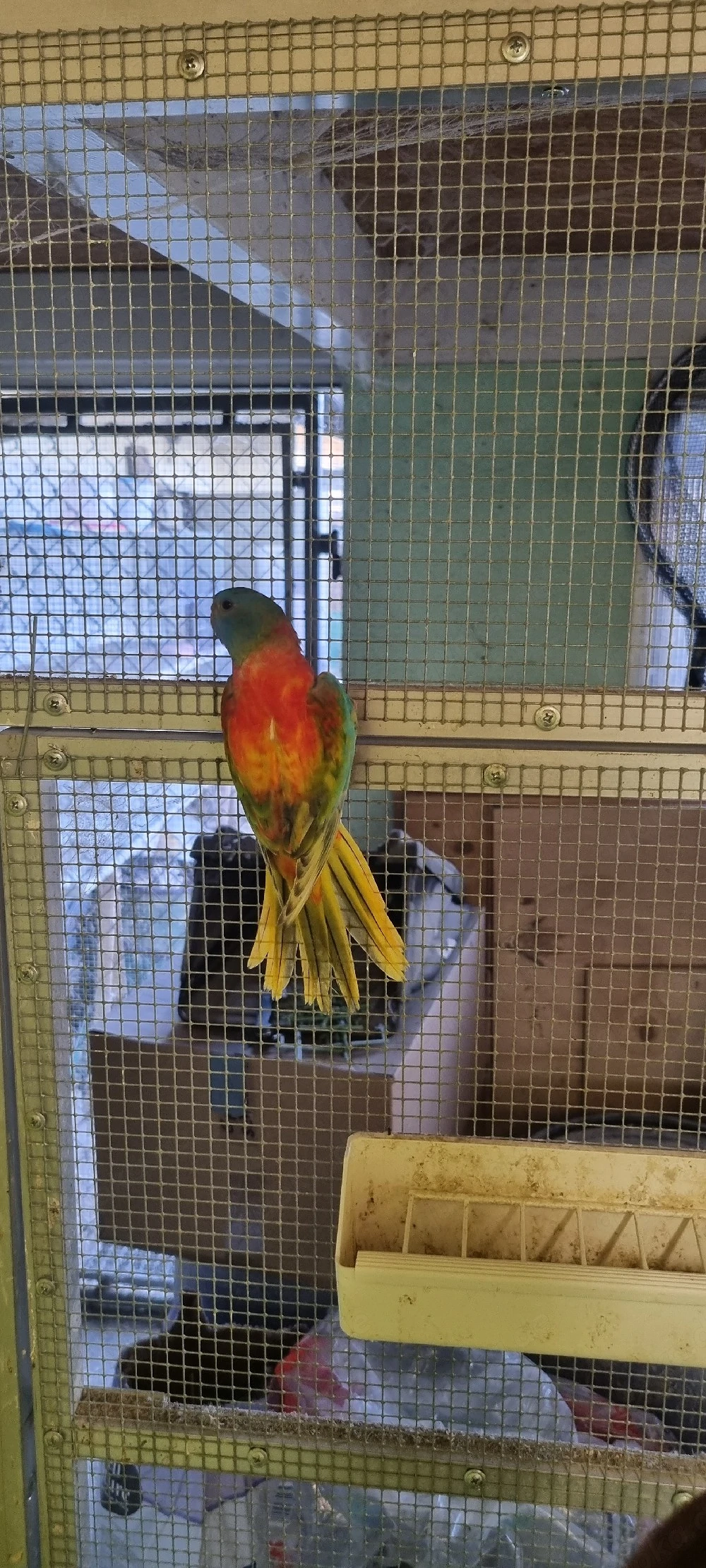 Glanzsittiche abzugeben 