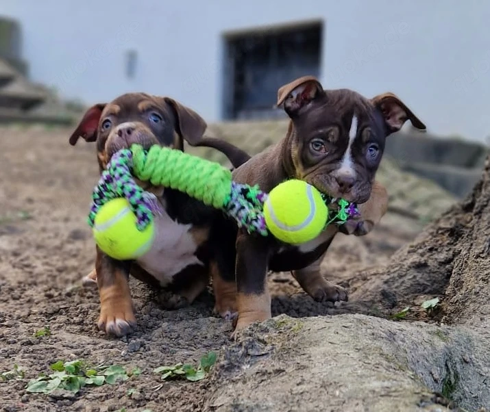 Wunderschöne American Bully Welpen zu Verkaufen!!