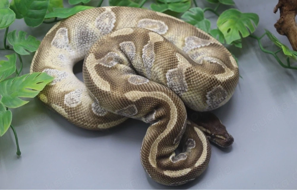 verkauft an Pascal-1.0 Black Head Enchi Mojave DNZ 2021